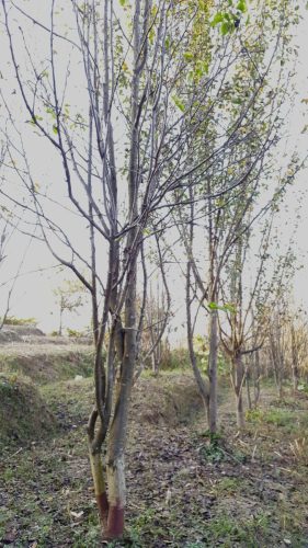 Projekt: Restaurering fruktträdgård