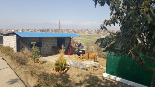 Projekt: Bygge av ko-stall, självförsörjning mjölk