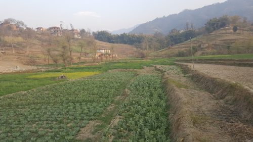 Projekt: Odlingar för självförsörjning