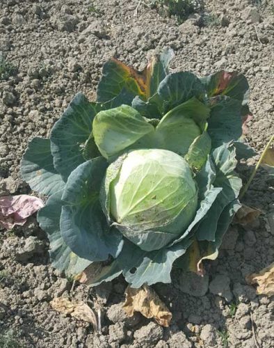 Projekt: Köksträdgård